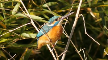 Common Kingfisher 淀川河川公園 Sat, 12/18/2021