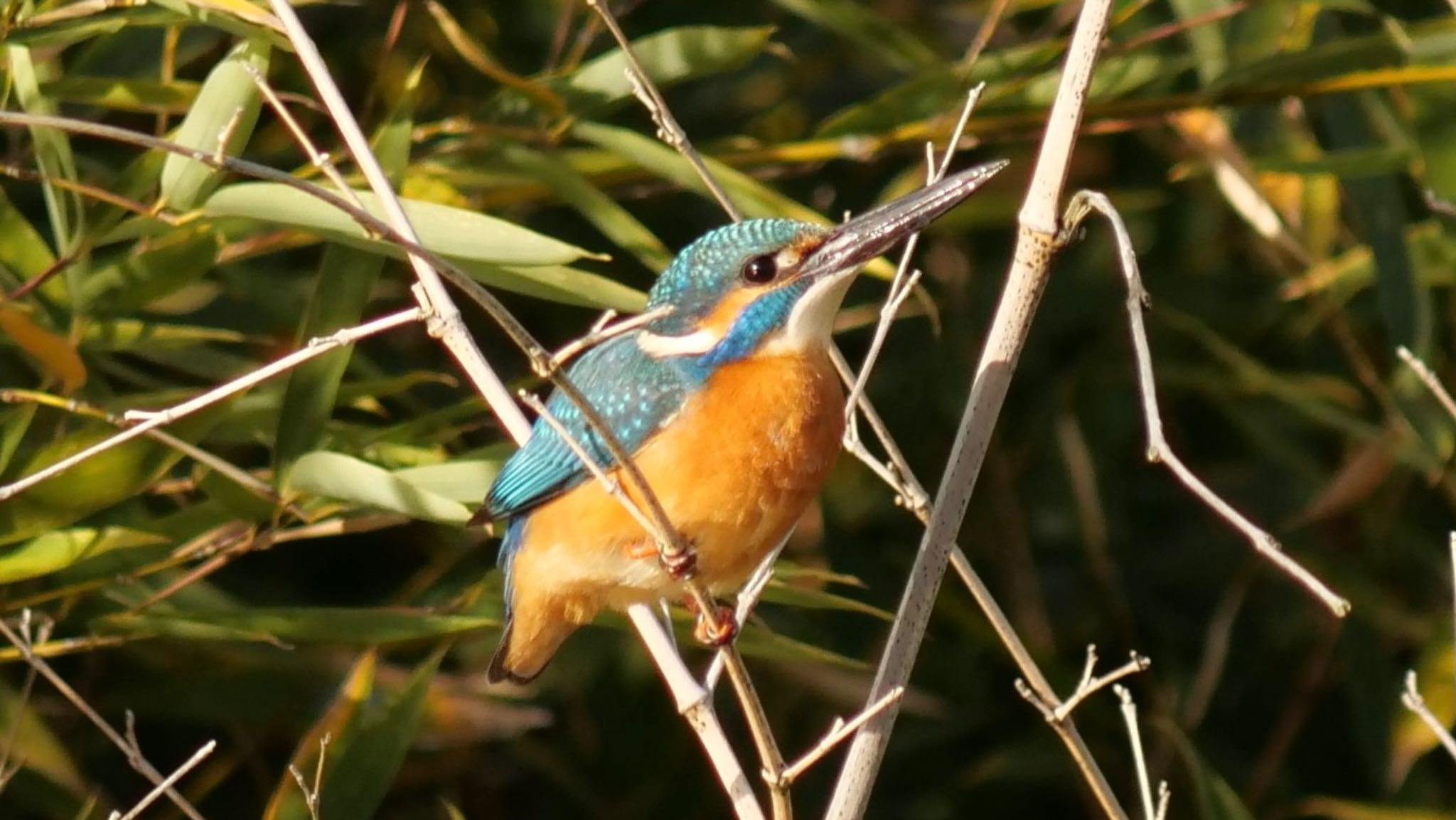 Common Kingfisher