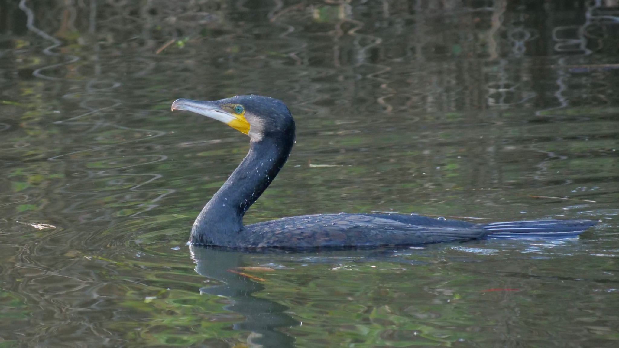 Great Cormorant