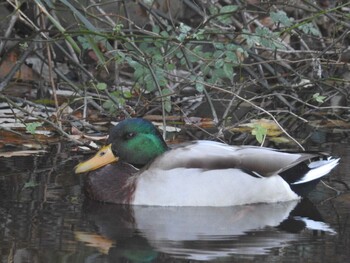 Sat, 12/18/2021 Birding report at 厚木市