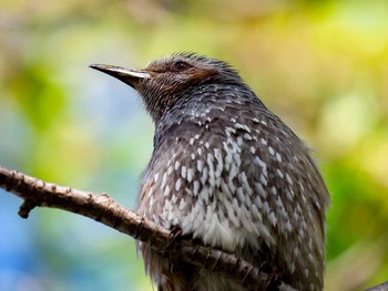 2017年5月2日(火) 宮城県仙台市・梅田川の野鳥観察記録