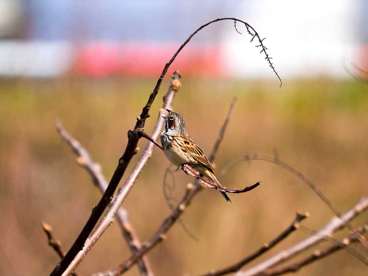 Chestnut-eared Bunting