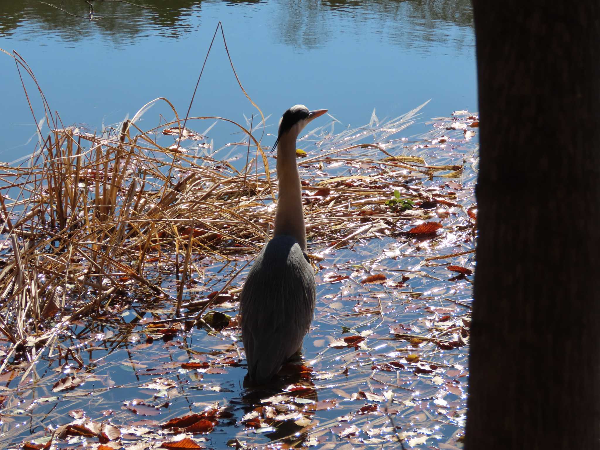 石神井公園 アオサギの写真 by のぐち