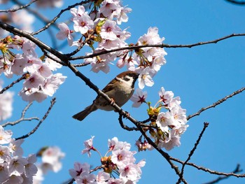 2017年4月16日(日) 宮城県仙台市・梅田川の野鳥観察記録