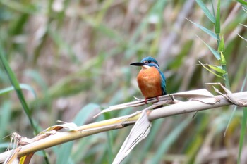 Common Kingfisher 西山木場水源地 Sat, 12/18/2021