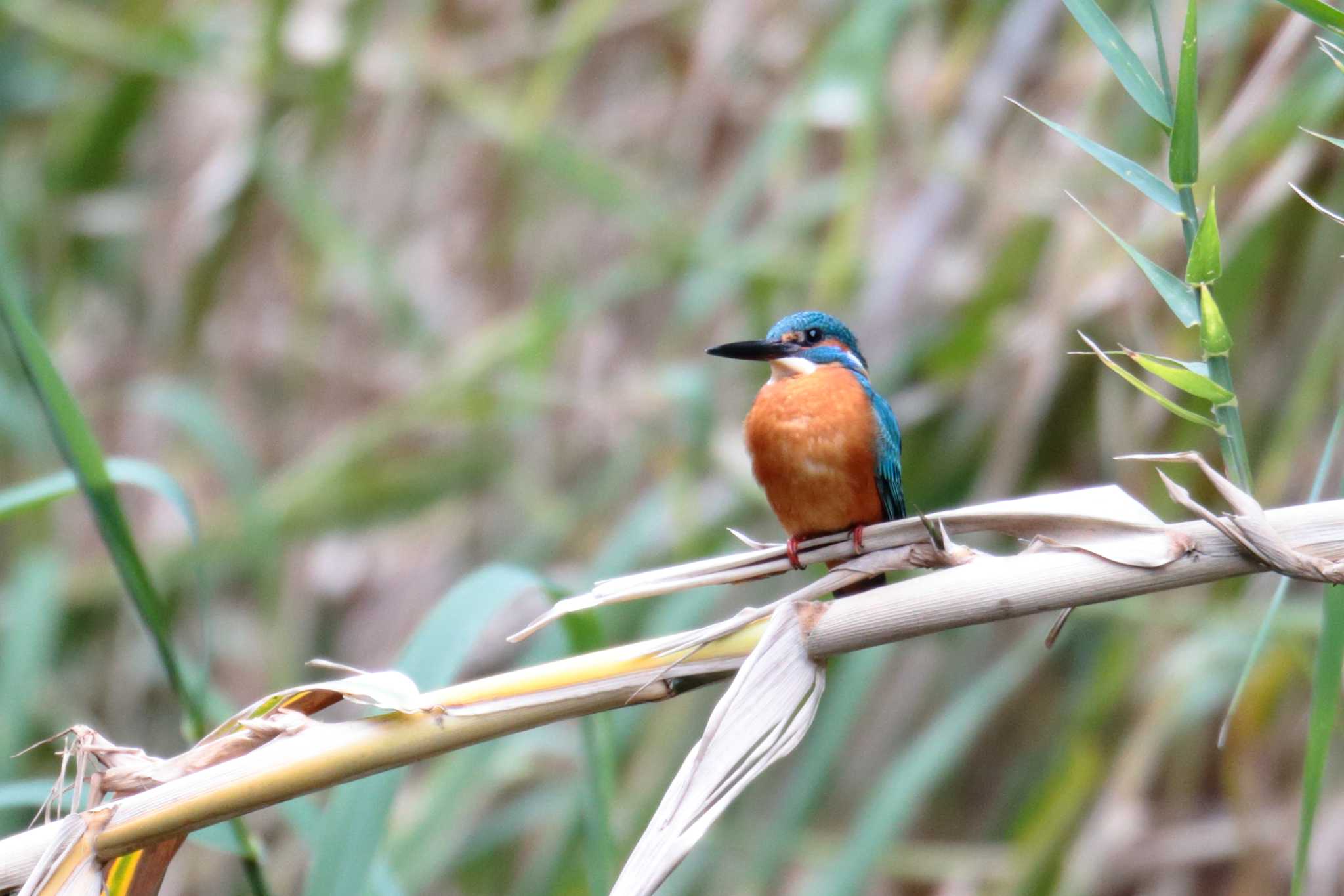 Photo of Common Kingfisher at 西山木場水源地 by 哲庵（てつあん）