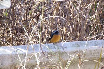 ジョウビタキ 早戸川林道 2021年12月18日(土)