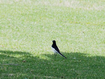 セグロセキレイ 逆川緑地 2017年6月3日(土)