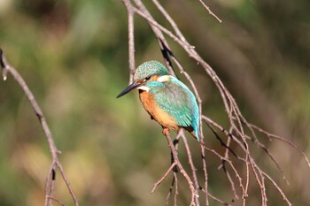 Common Kingfisher Shakujii Park Sun, 12/19/2021