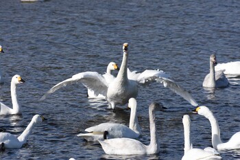 2021年12月18日(土) 御宝田遊水池の野鳥観察記録