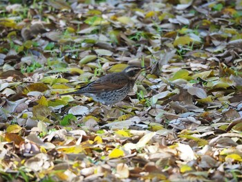 ツグミ 和田堀公園 2021年12月18日(土)