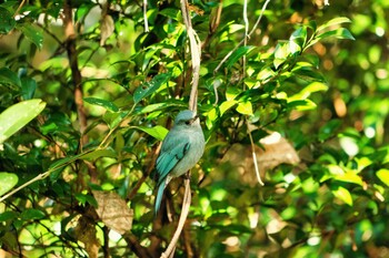 2021年12月17日(金) 東京都の野鳥観察記録