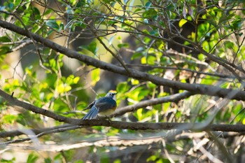 ルリビタキ 都立狭山公園 2021年12月18日(土)