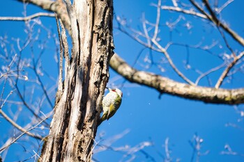 アオゲラ 都立狭山公園 2021年12月18日(土)