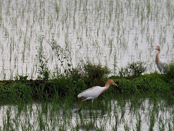 アマサギ 笠間 2017年6月3日(土)