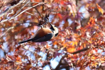 Varied Tit Maioka Park Sat, 12/4/2021