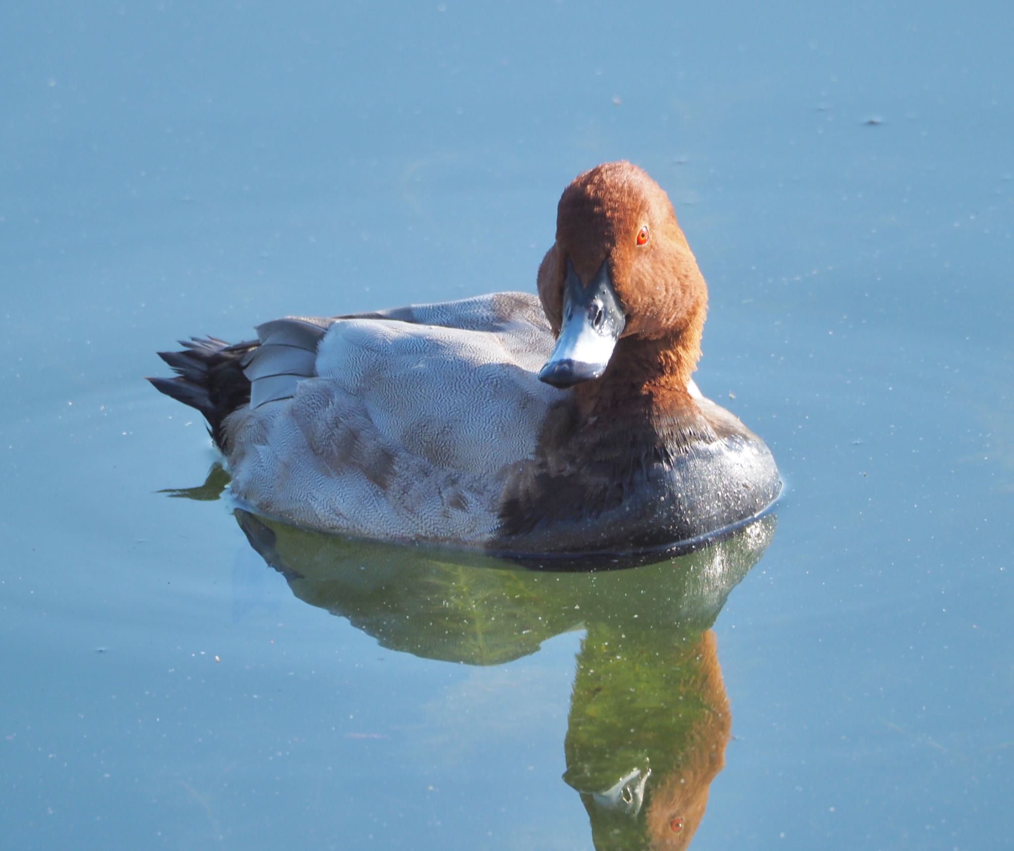 Common Pochard