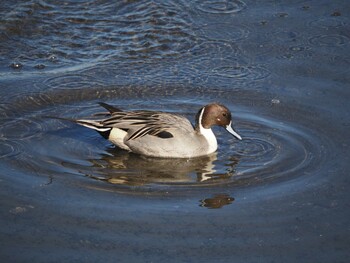 2021年12月19日(日) 日の出三番瀬沿い緑道の野鳥観察記録