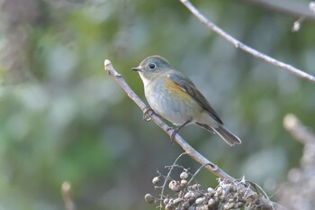 ルリビタキ 滋賀県甲賀市甲南町創造の森 2021年12月19日(日)