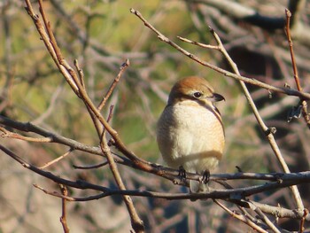 2021年12月19日(日) 森戸川源流の野鳥観察記録