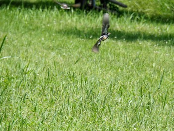 ムクドリ 逆川緑地 2017年6月3日(土)