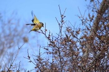 2021年12月18日(土) 久宝寺緑地公園の野鳥観察記録