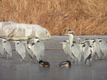 Grey Heron 奥林匹克森林公園(北京) Sun, 12/19/2021