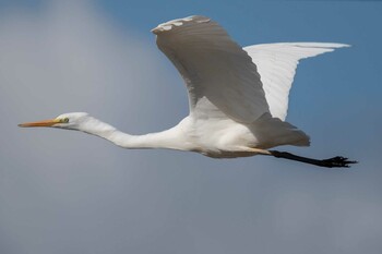 Great Egret 奈良市 Sat, 12/18/2021