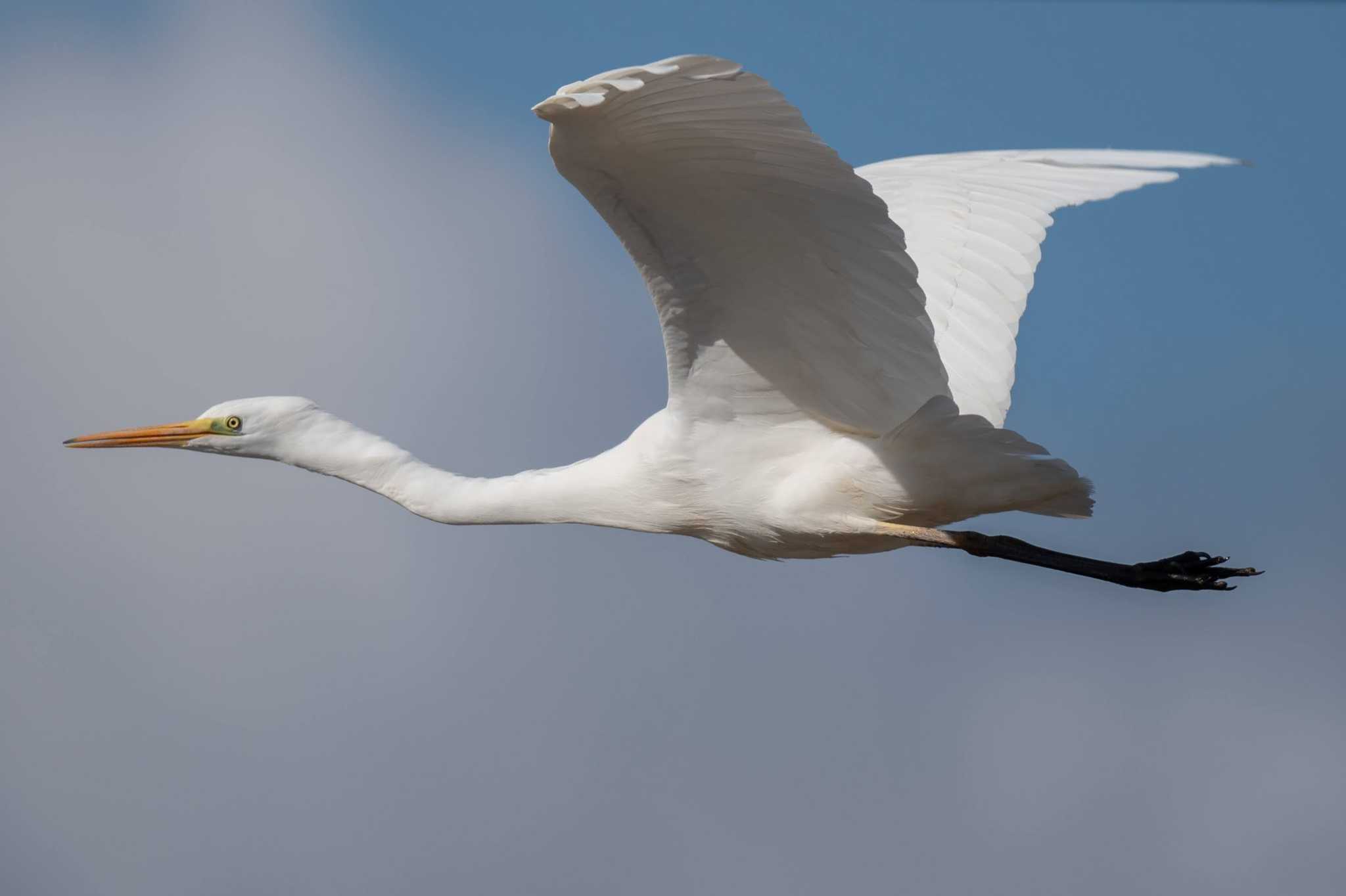 Photo of Great Egret at 奈良市 by veritas_vita