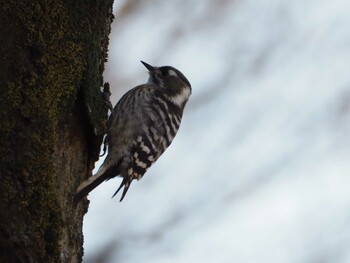 Japanese Pygmy Woodpecker 西八王子 Sun, 12/19/2021