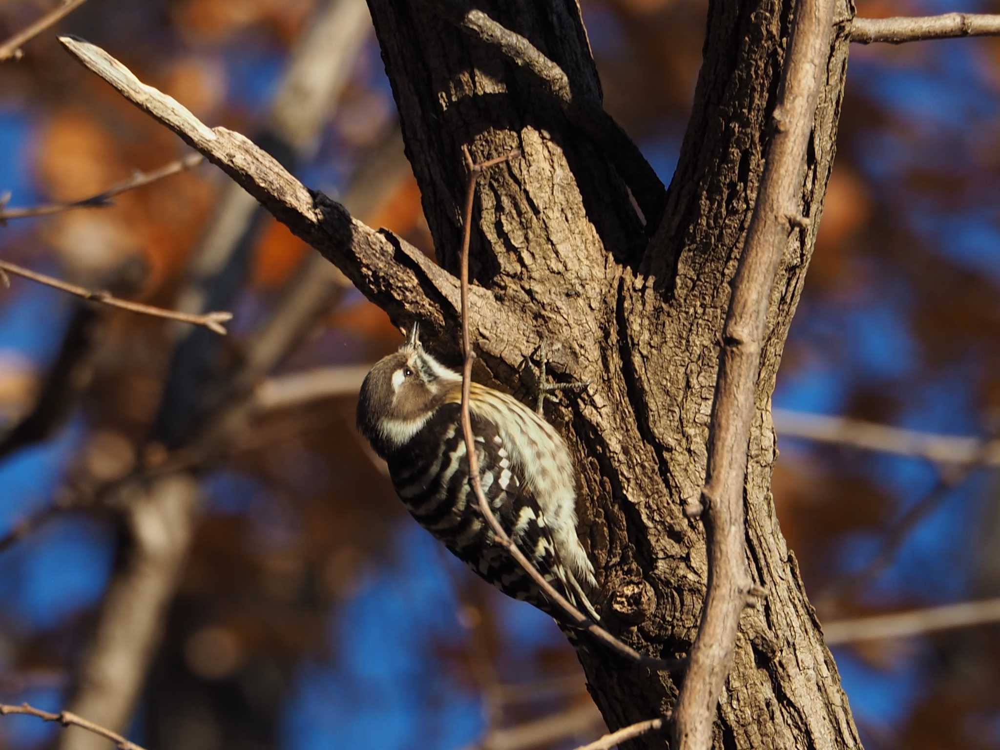 Photo of Japanese Pygmy Woodpecker at 西八王子 by まめカメラ