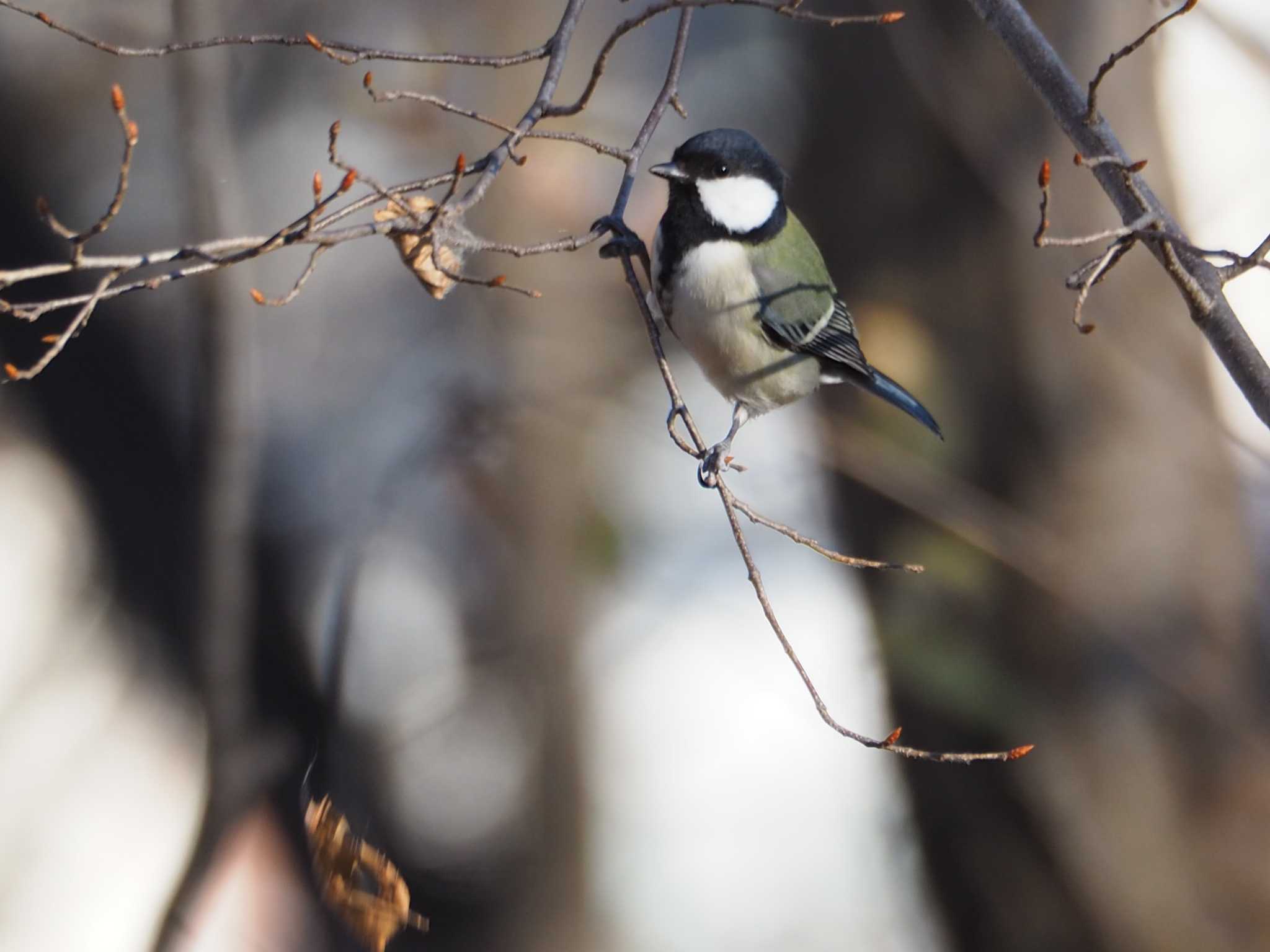 Photo of Japanese Tit at 西八王子 by まめカメラ