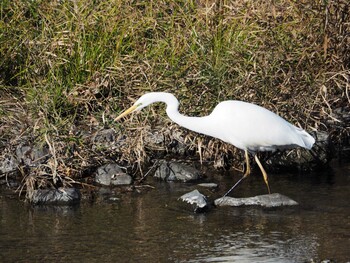 Medium Egret 西八王子 Sun, 12/19/2021