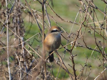 Bull-headed Shrike 西八王子 Sun, 12/19/2021