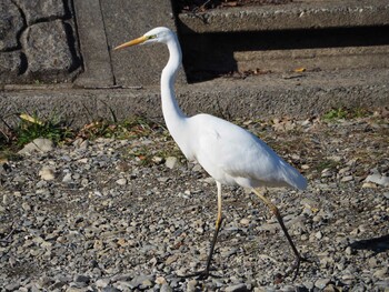 Medium Egret 西八王子 Sun, 12/19/2021