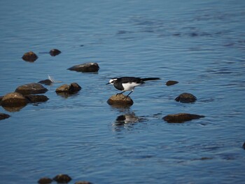 Japanese Wagtail 西八王子 Sun, 12/19/2021