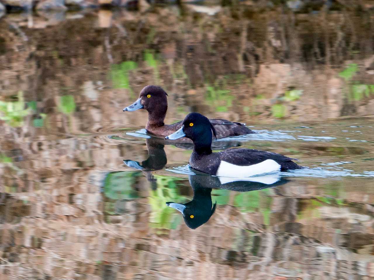 Tufted Duck