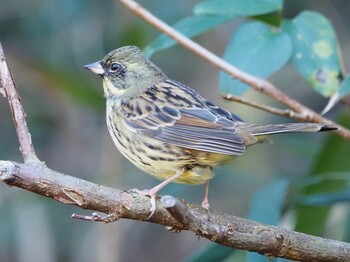 2021年12月19日(日) こども自然公園 (大池公園/横浜市)の野鳥観察記録