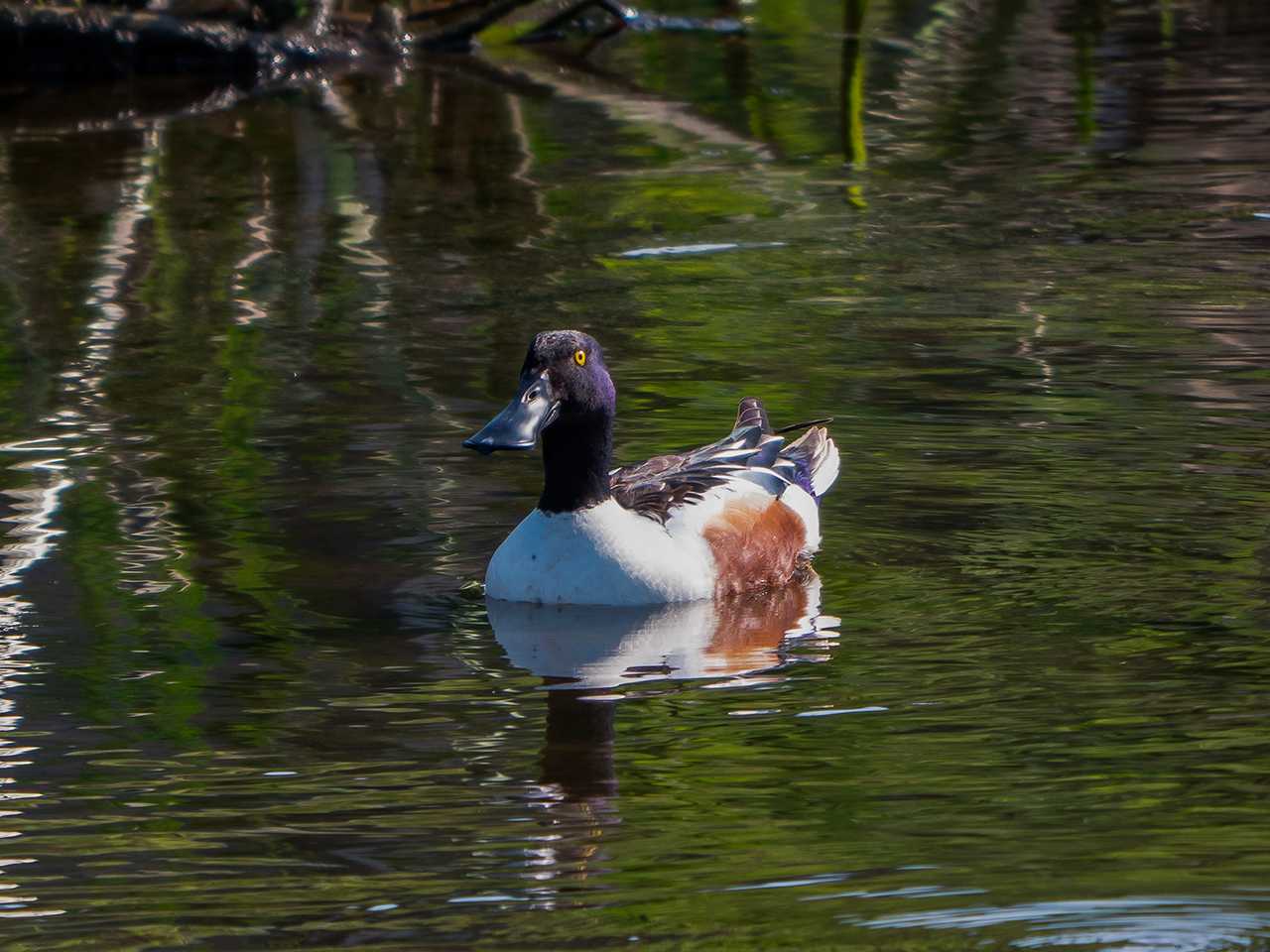 Northern Shoveler