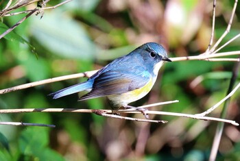 ルリビタキ 座間谷戸山公園 2021年12月19日(日)