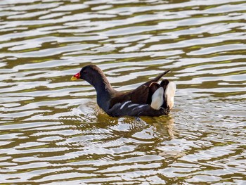 2017年5月4日(木) 岩手県陸前高田市の野鳥観察記録