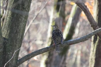 2021年12月19日(日) 小宮公園(八王子)の野鳥観察記録