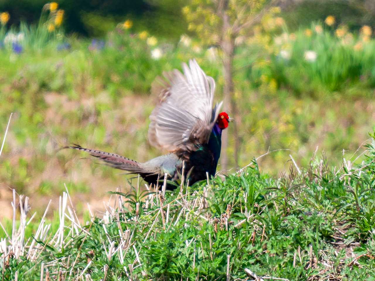 Green Pheasant