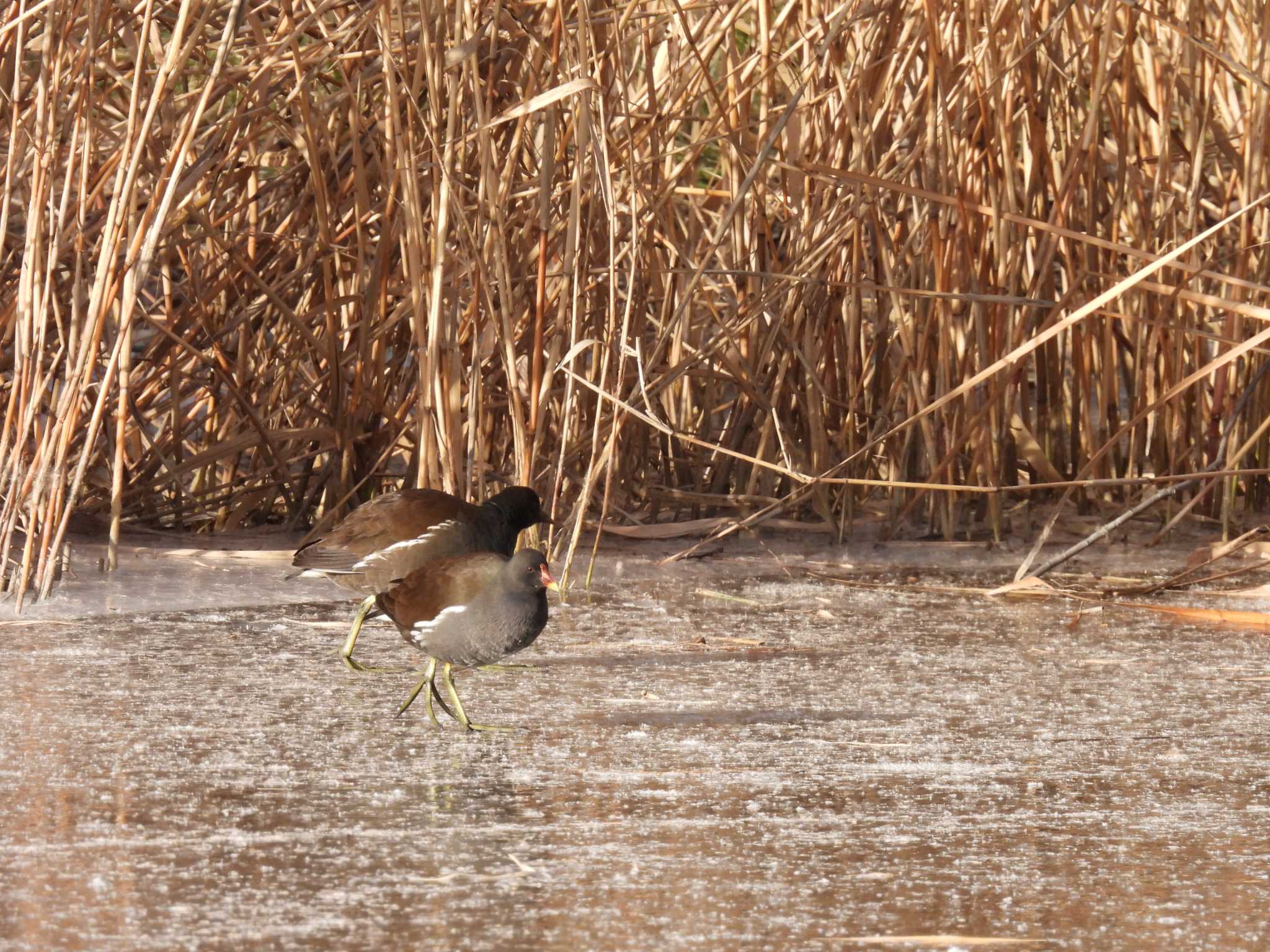 Common Moorhen