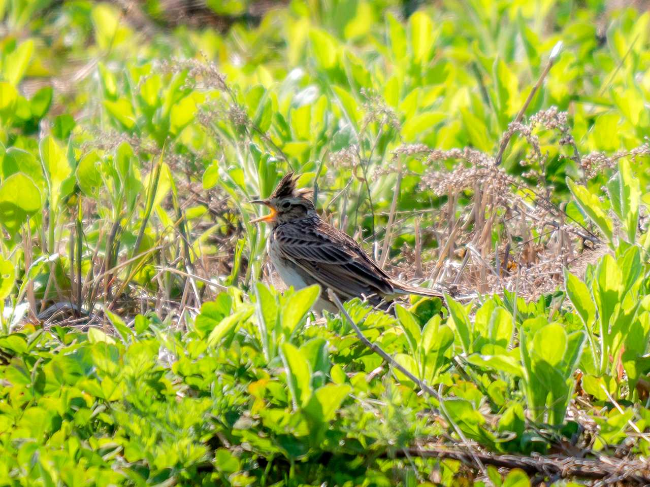 Eurasian Skylark