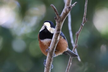 Varied Tit 甲山森林公園 Sun, 12/19/2021