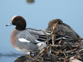 2021年12月19日(日) 芝川の野鳥観察記録