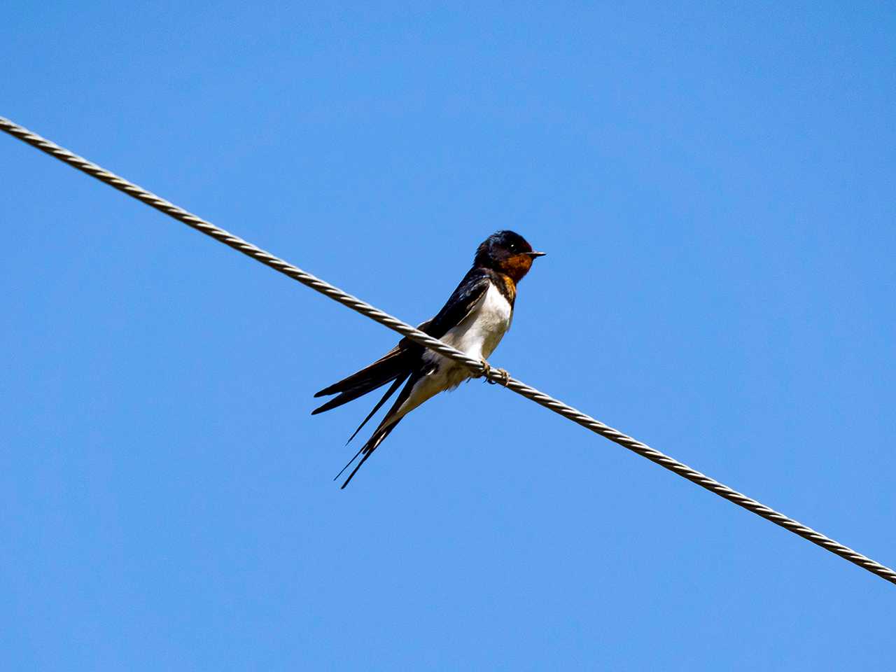 Barn Swallow