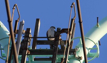 2021年12月19日(日) 見沼自然公園の野鳥観察記録