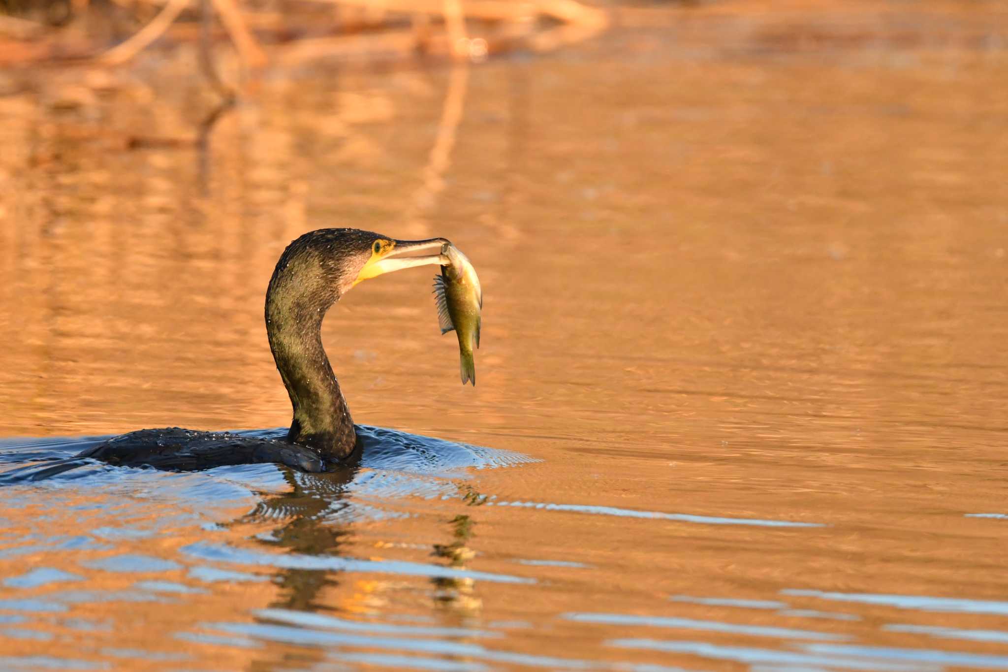 Great Cormorant